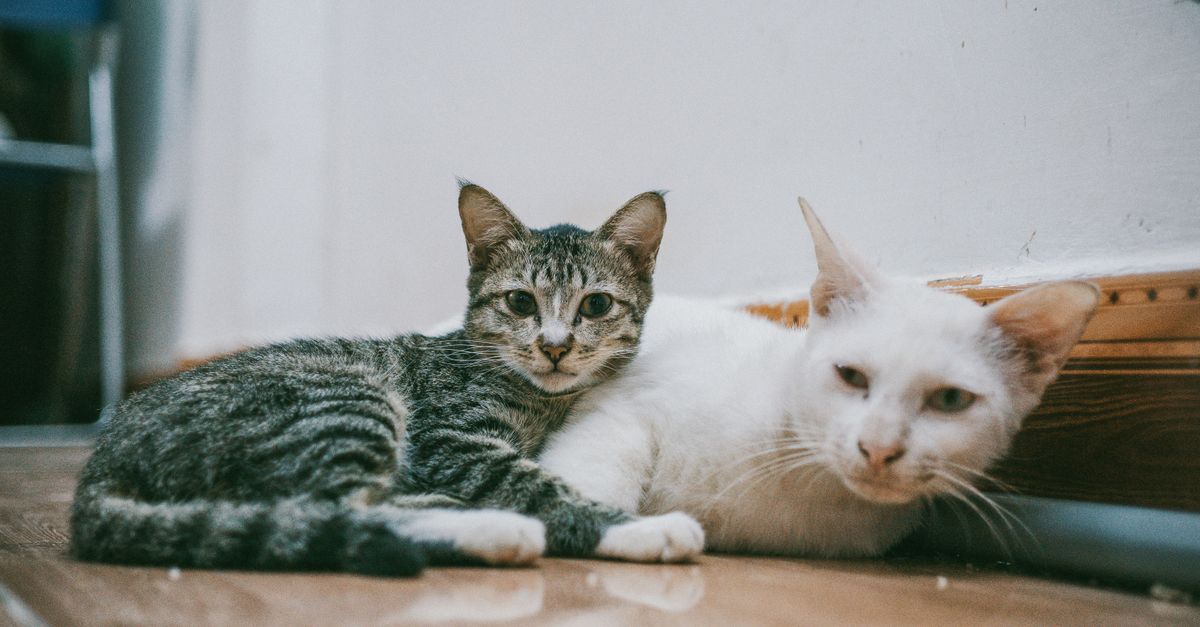 A cozy close-up of two domestic cats lounging inside on a wooden floor.